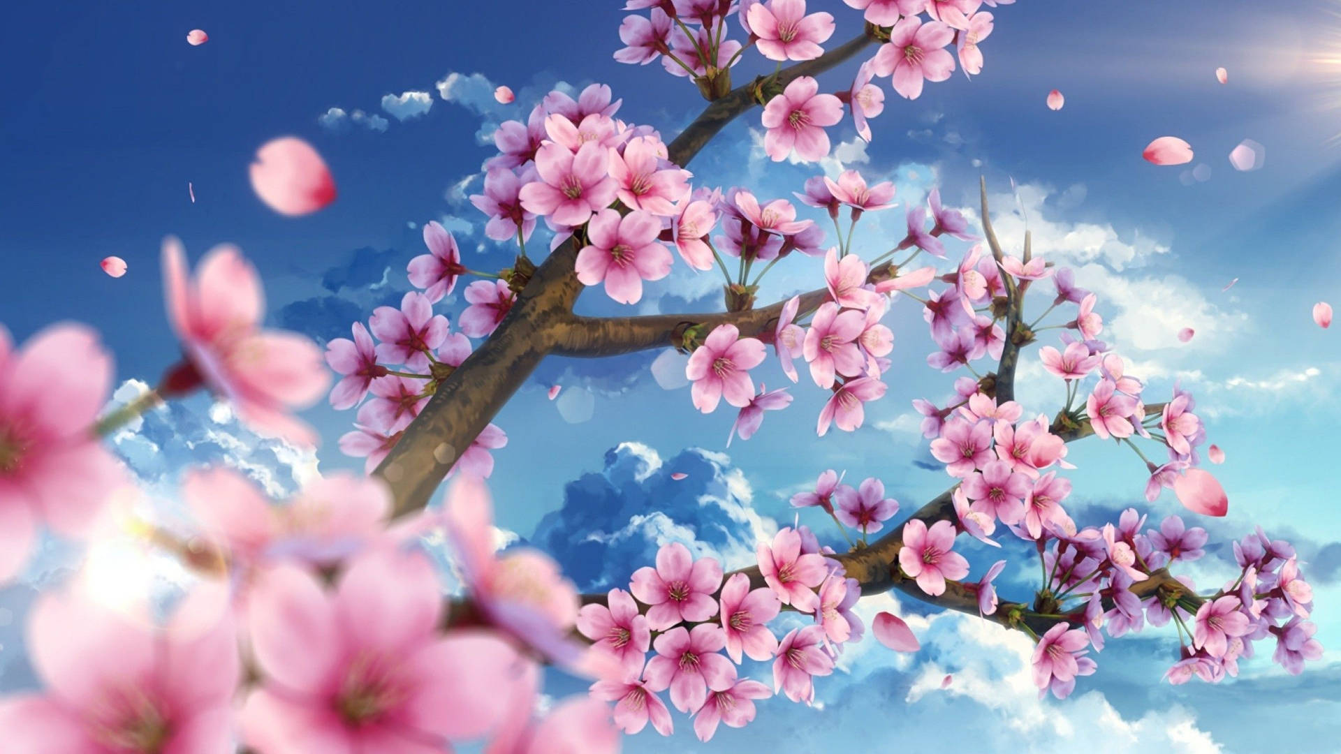 A serene backdrop of pink sakura flowers in a brilliant blue sky Wallpaper