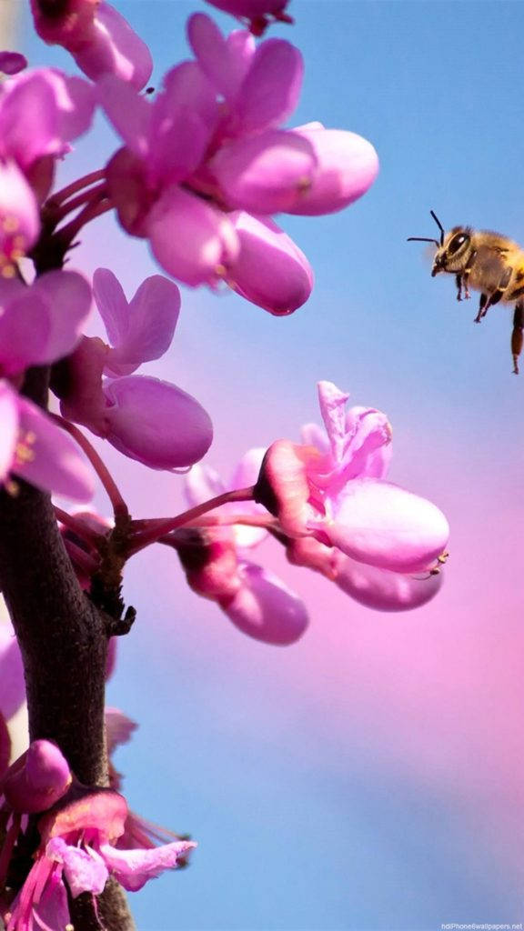 Sakura Flowers Purple Iphone Wallpaper