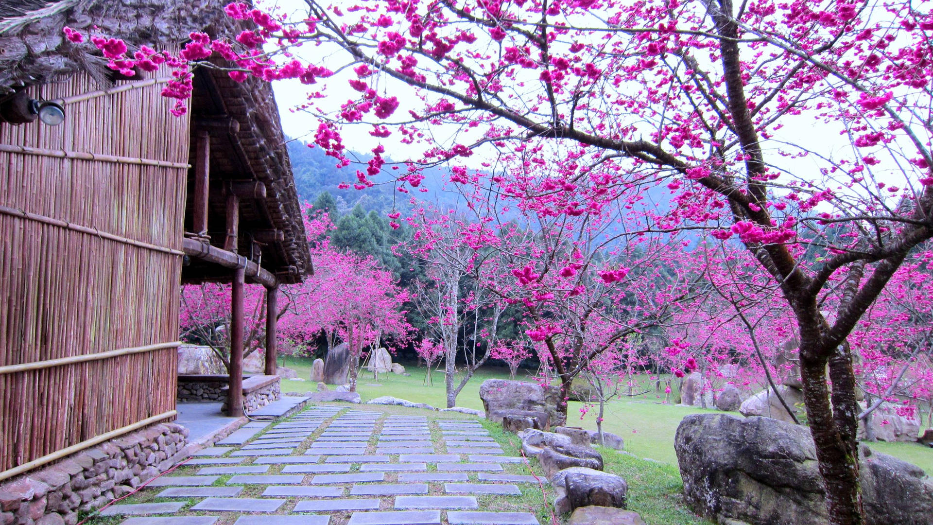 Stunning Blossoms of a Beautiful Sakura Garden Wallpaper
