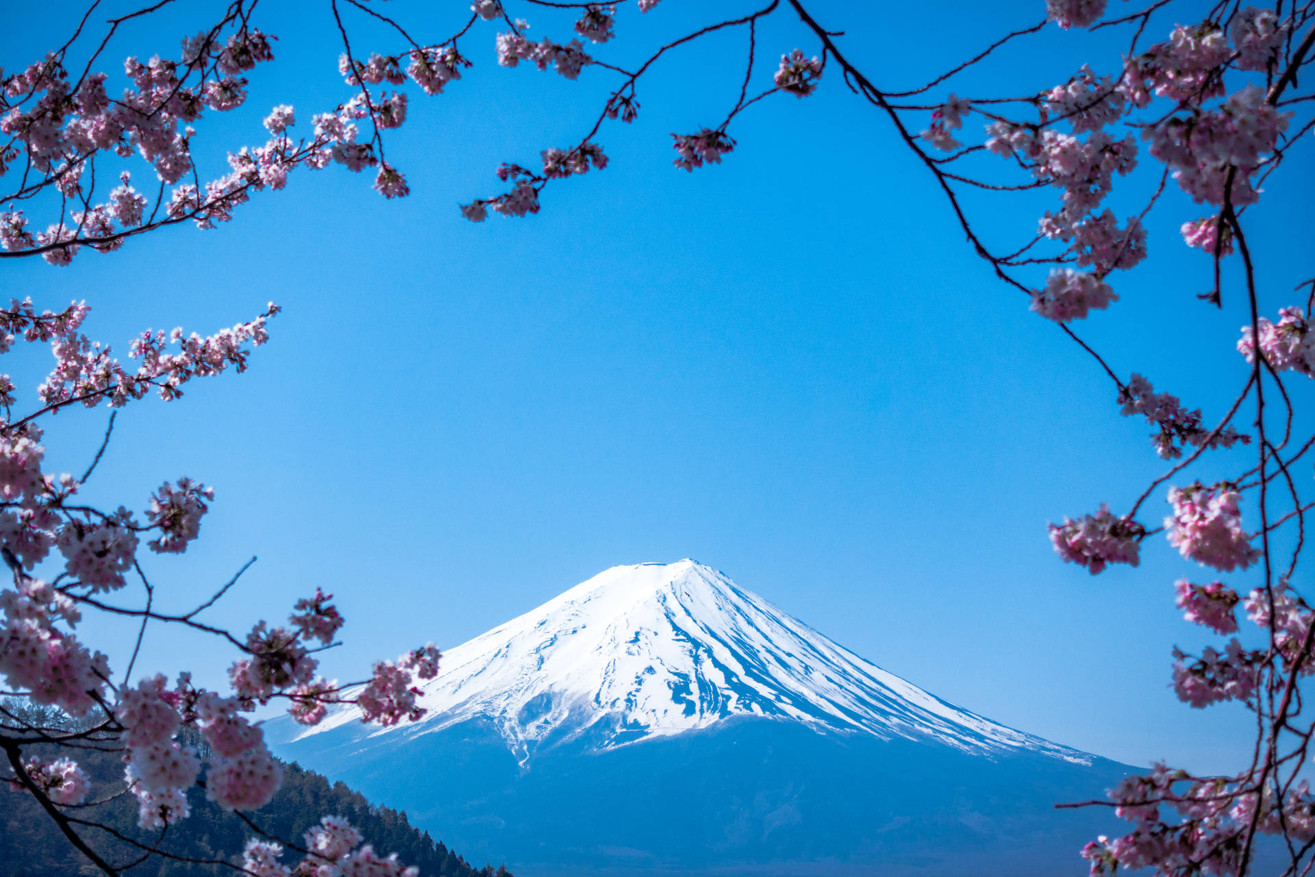 Sakura and Mount Fuji in Japan wallpaper