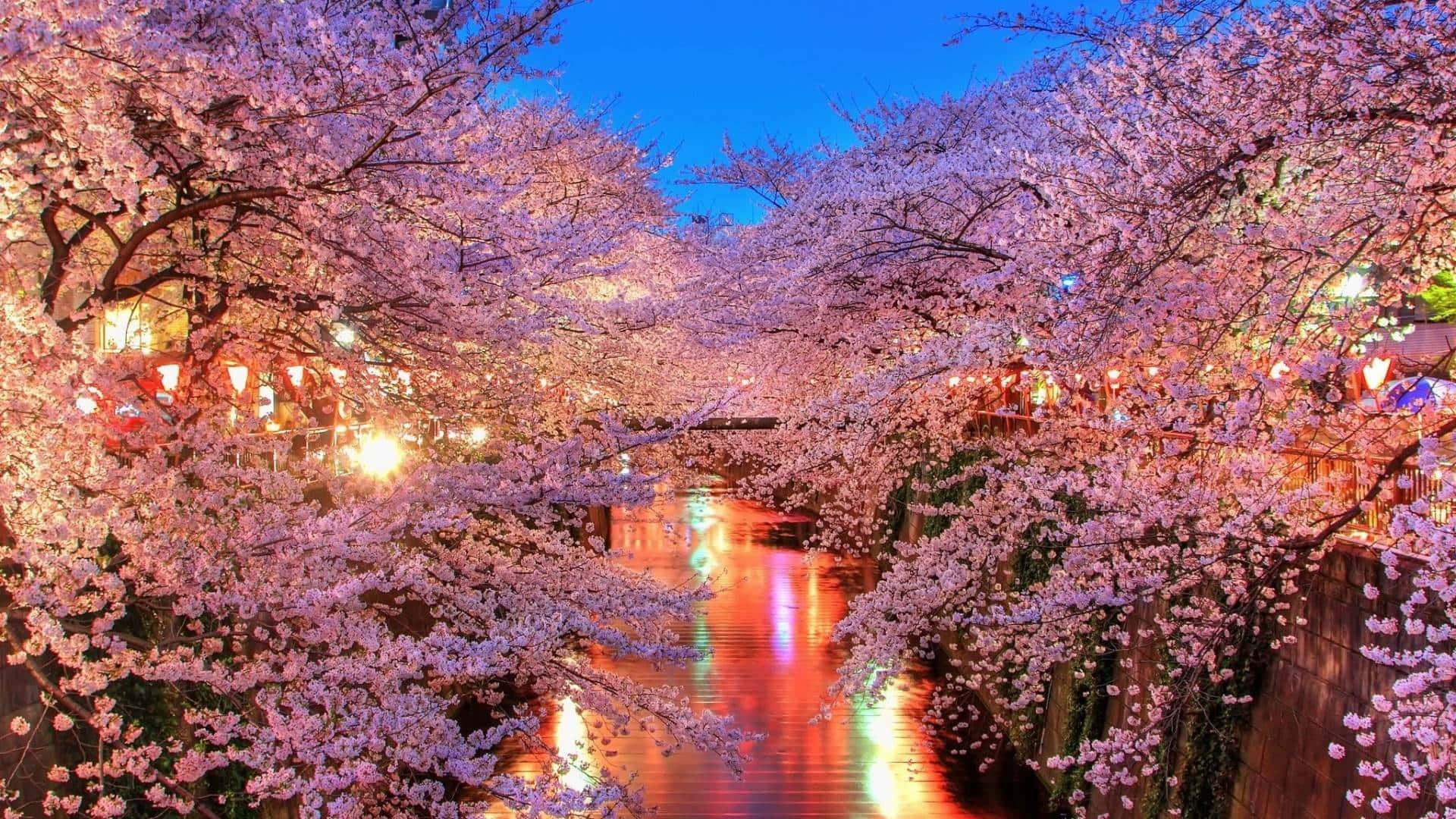 A River Lined With Cherry Blossoms At Night Wallpaper