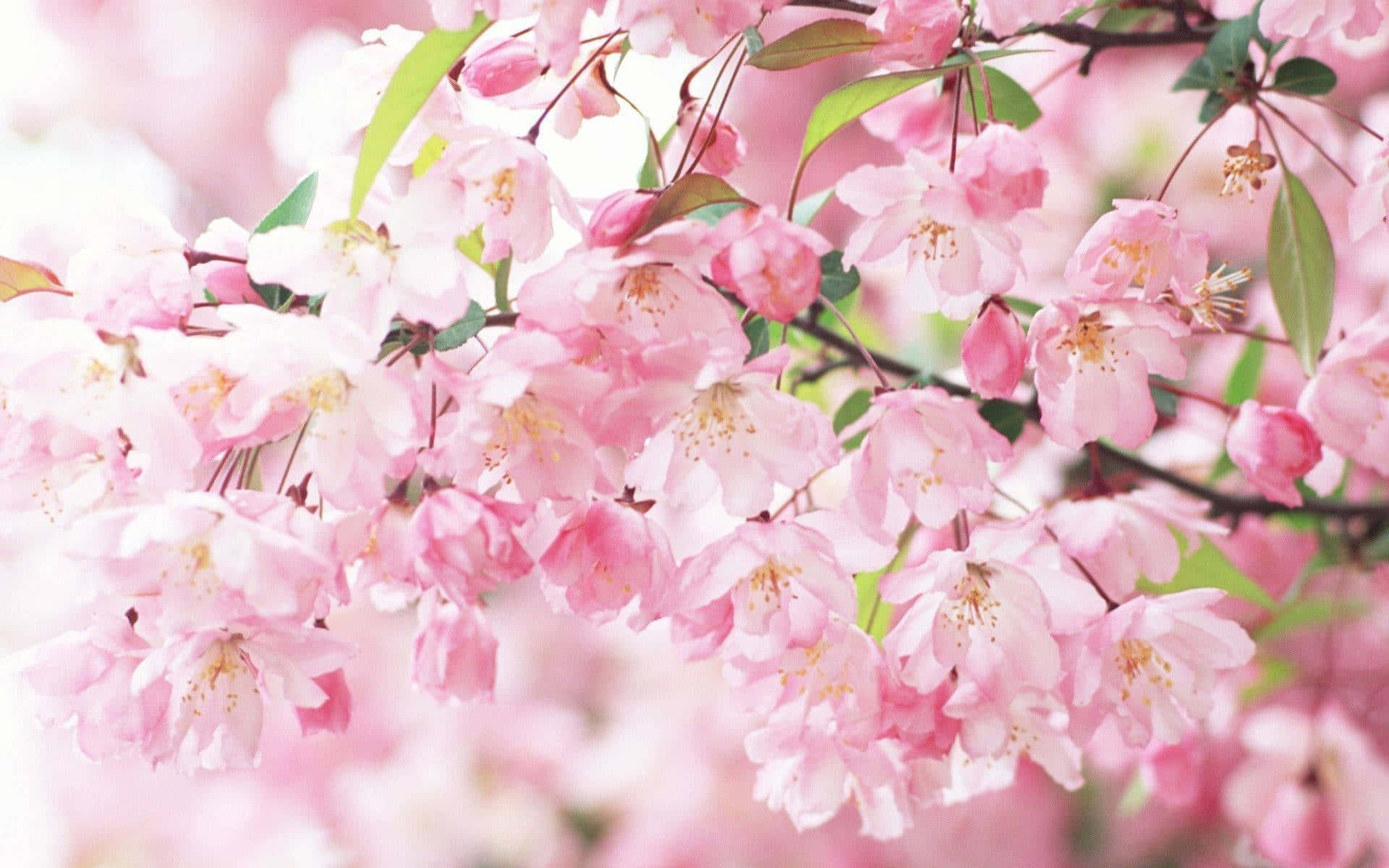 Taucheein In Ein Östliches Paradies Mit Sakura Pc. Wallpaper