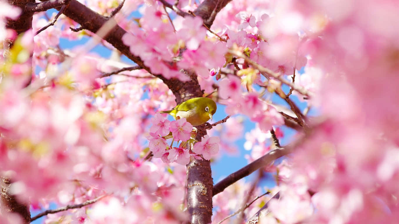 Et fugl sidder på en pink trægren Wallpaper
