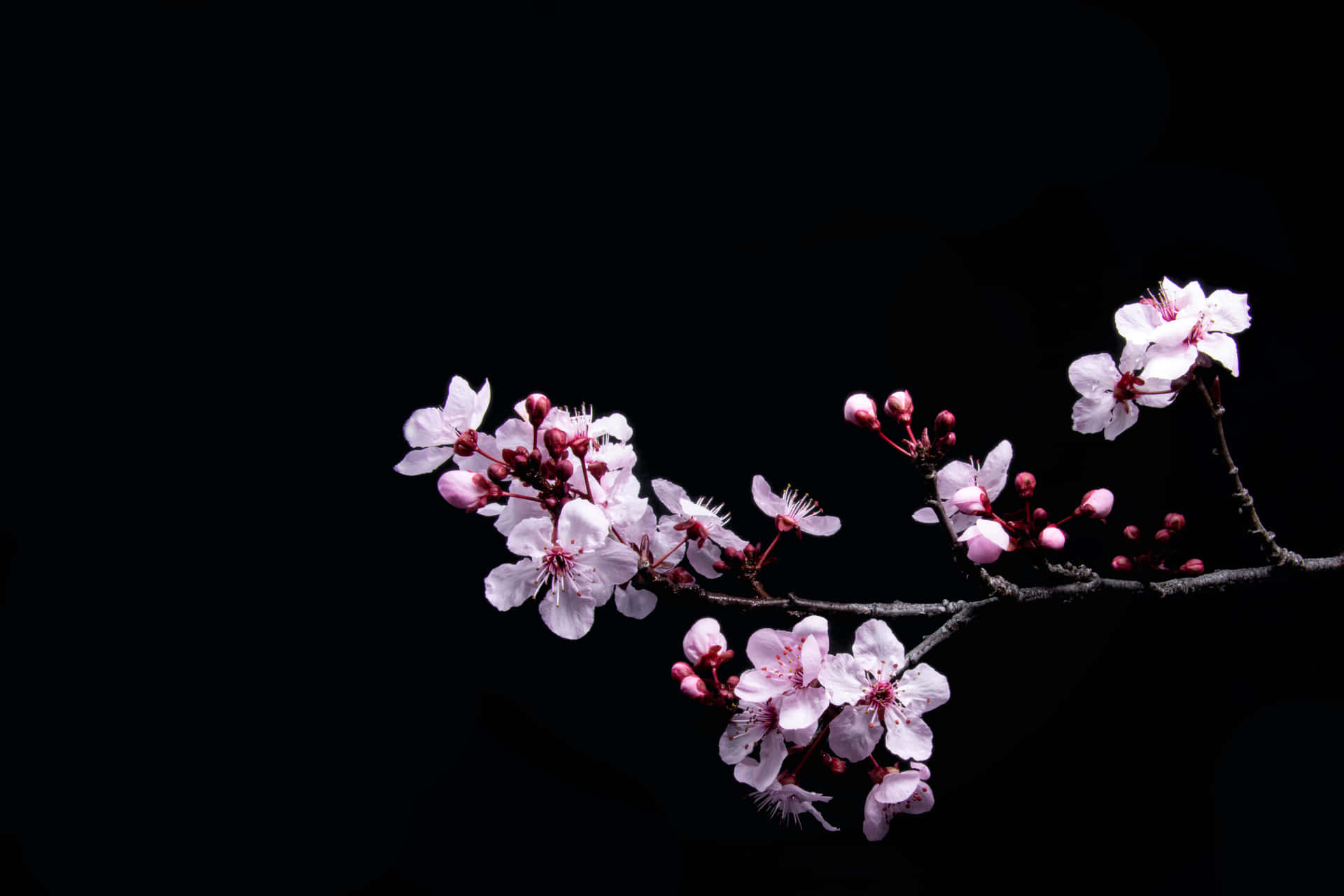 A Branch Of Cherry Blossoms Against A Black Background Wallpaper