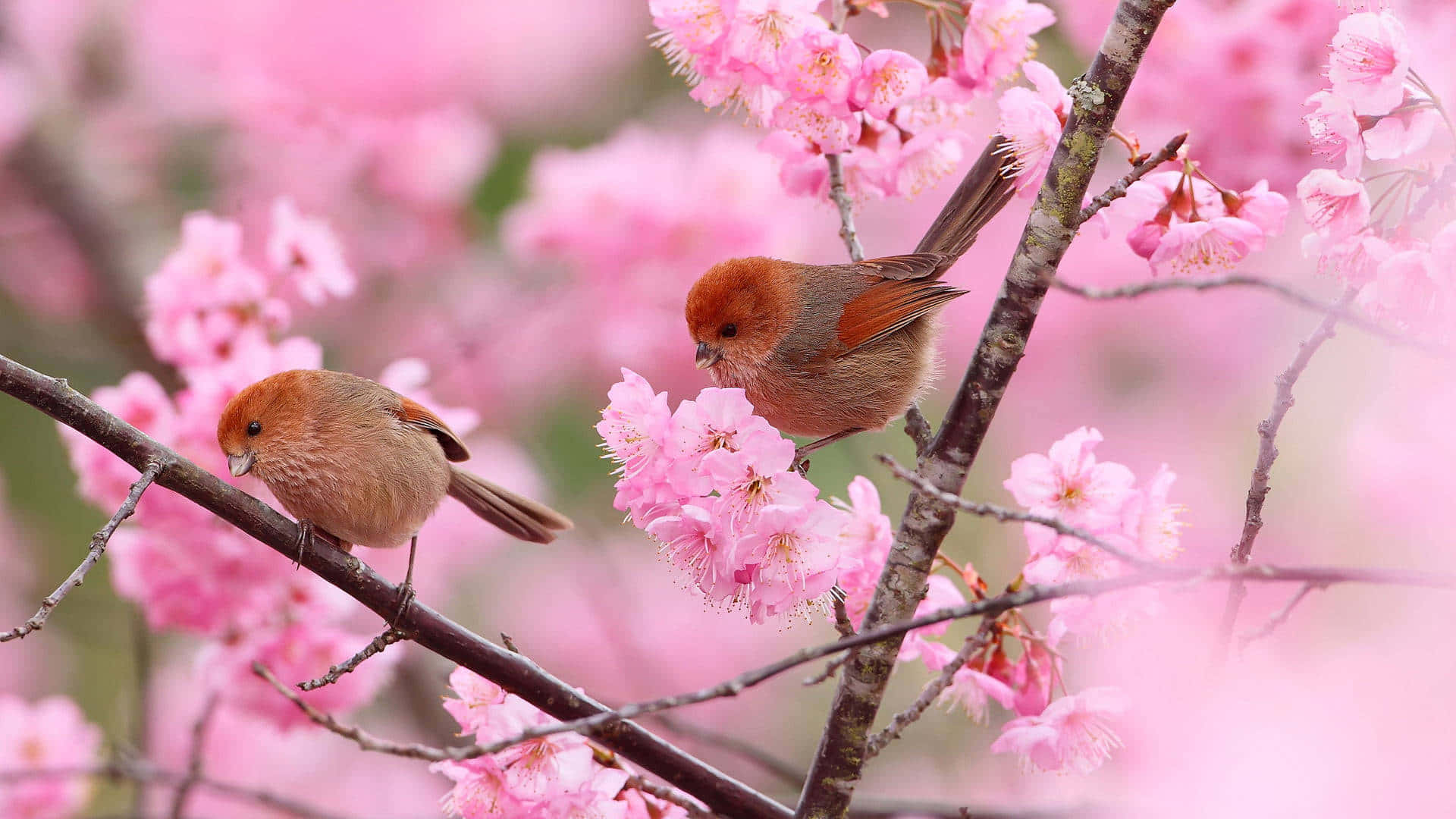 Zweivögel Sitzen Auf Einem Ast Mit Rosa Blüten. Wallpaper