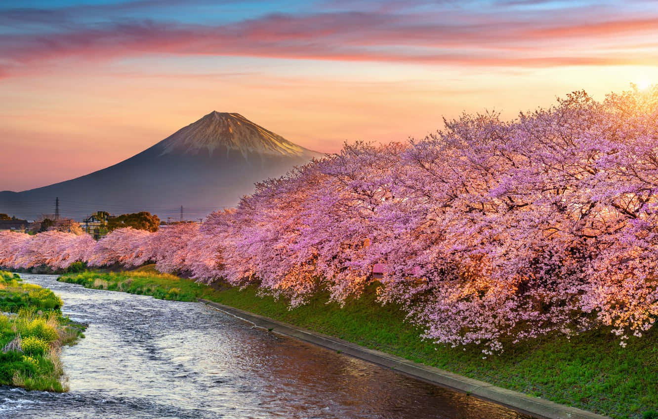 Lad skønheden af ​​Sakura Pc stå i centrum. Wallpaper