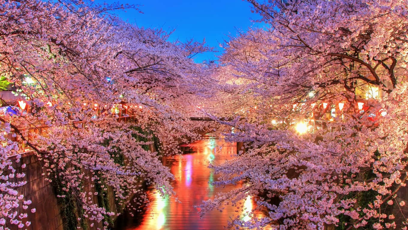 Et flod dækket med kirsebær træer om natten Wallpaper