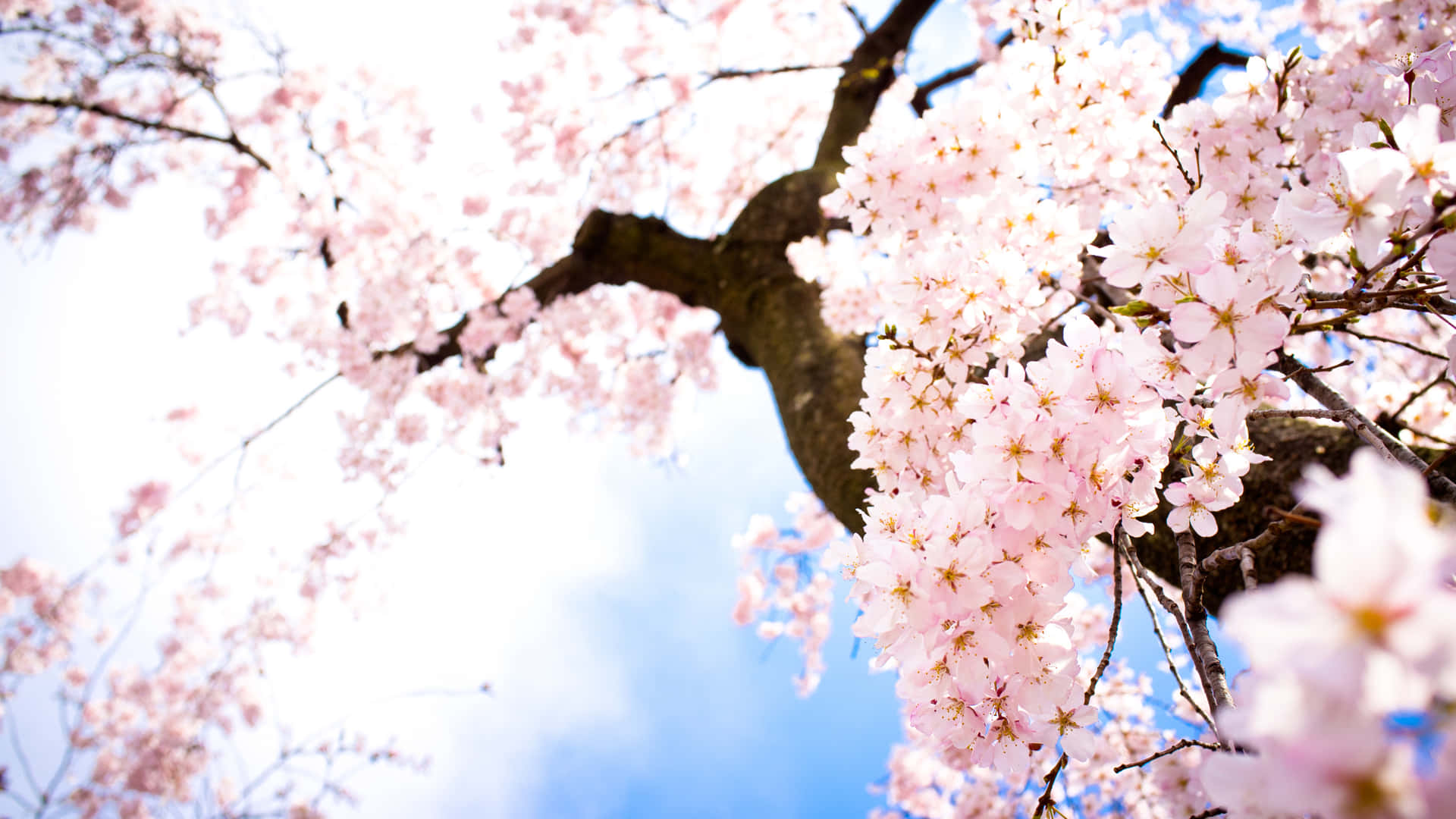 Bredbildsskrivbordmed Sakura-blomning. Wallpaper