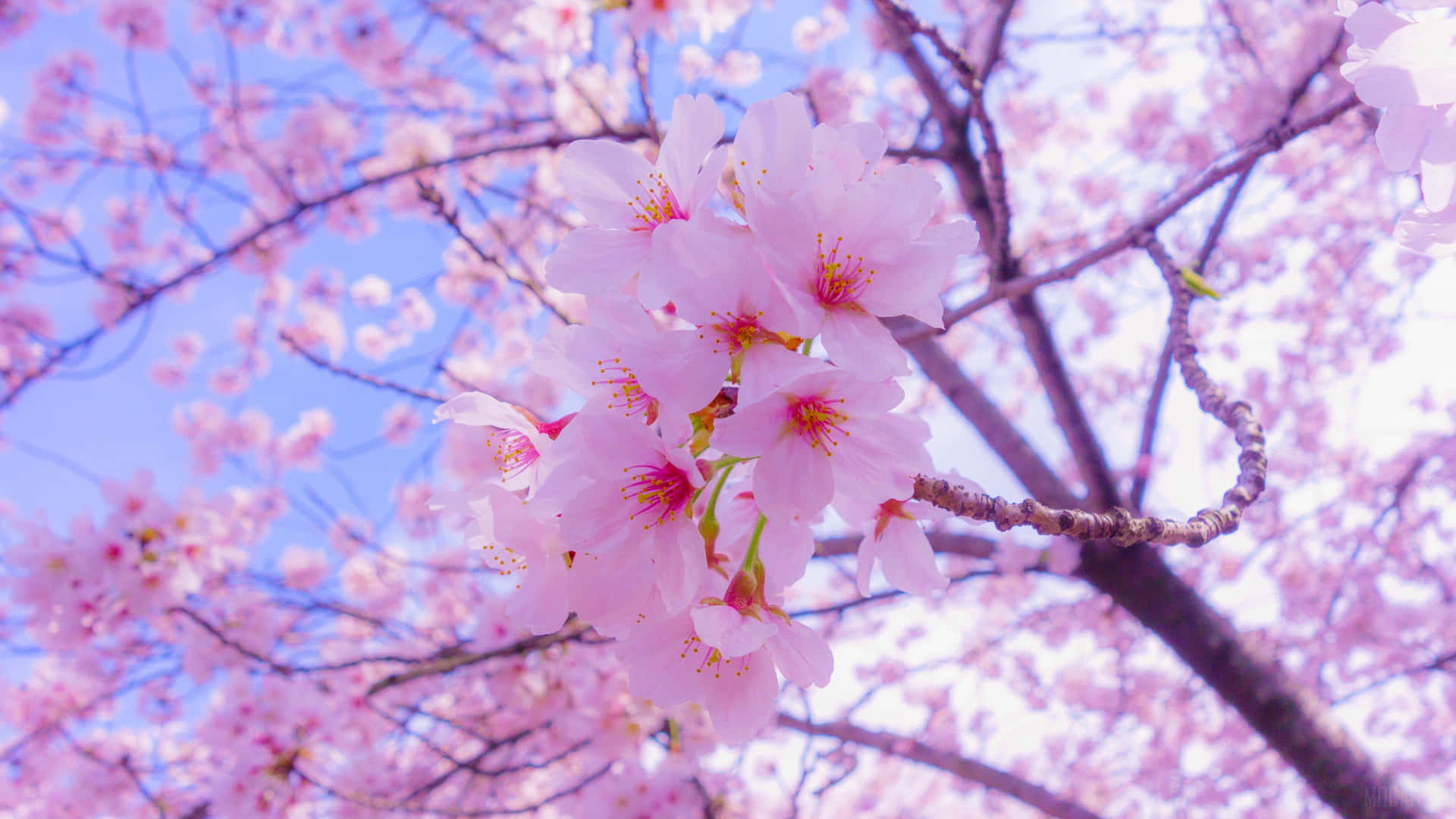 Einrosa Kirschblütenbaum Mit Blauem Himmel. Wallpaper