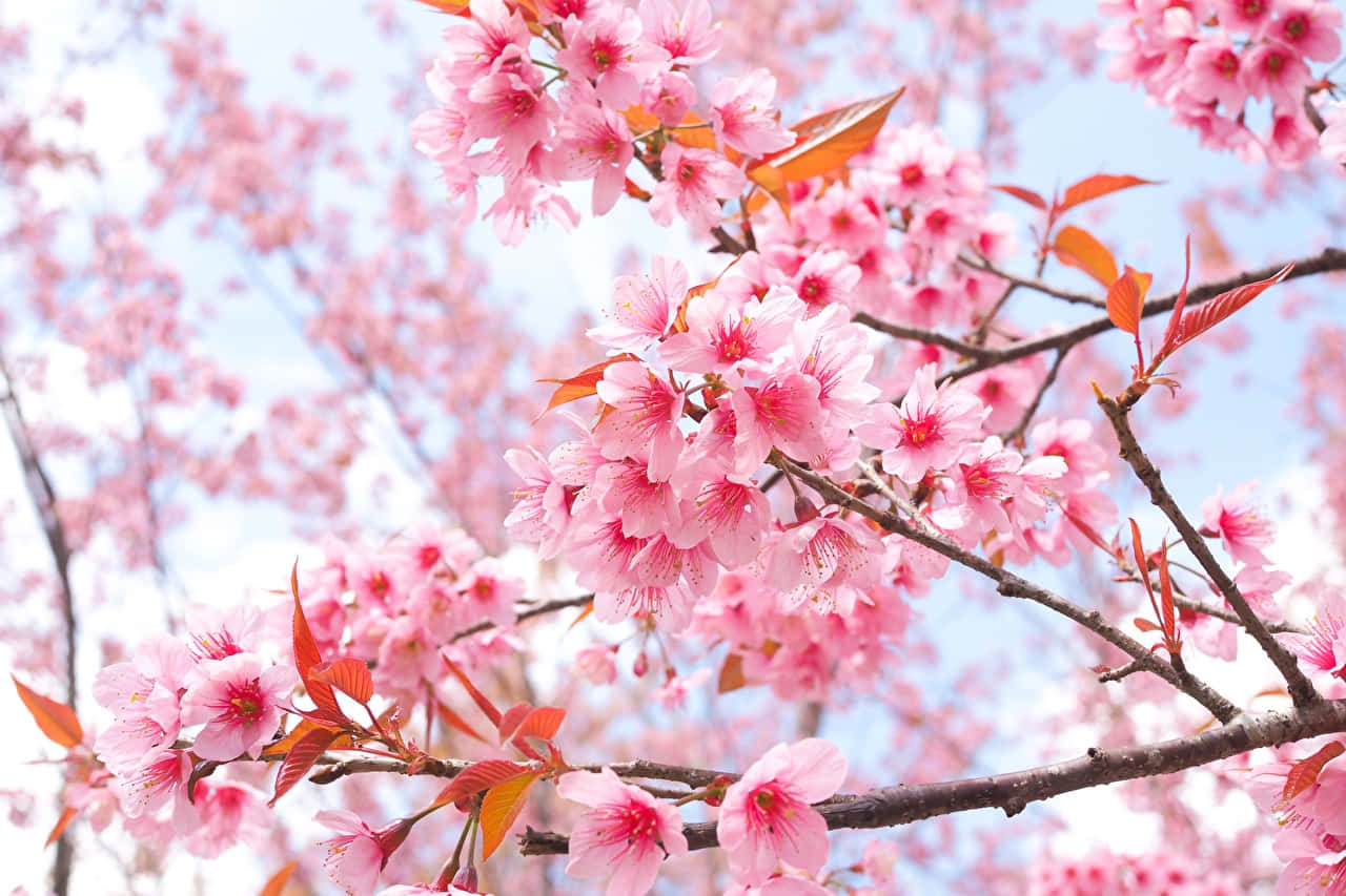 Turn a Room into a Personal Paradise with Sakura PC Wallpaper Wallpaper