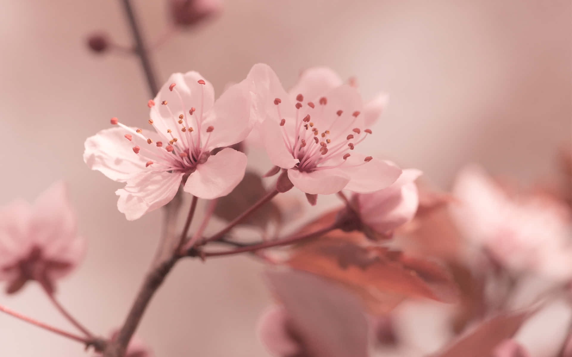 A picture of a cherry blossom branch in full bloom, perfect for your computer's wallpaper Wallpaper