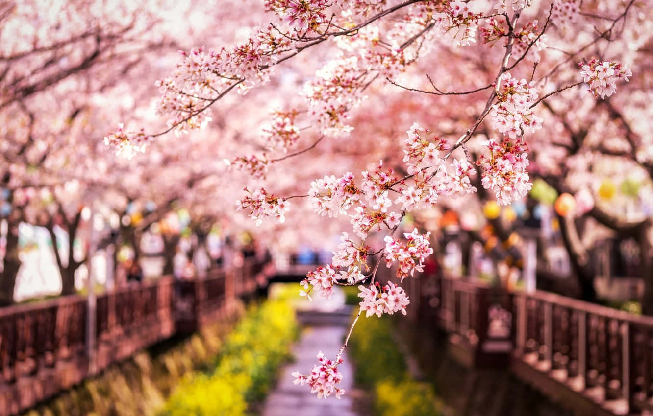A Walkway With Pink Blossoms And A Bridge Wallpaper