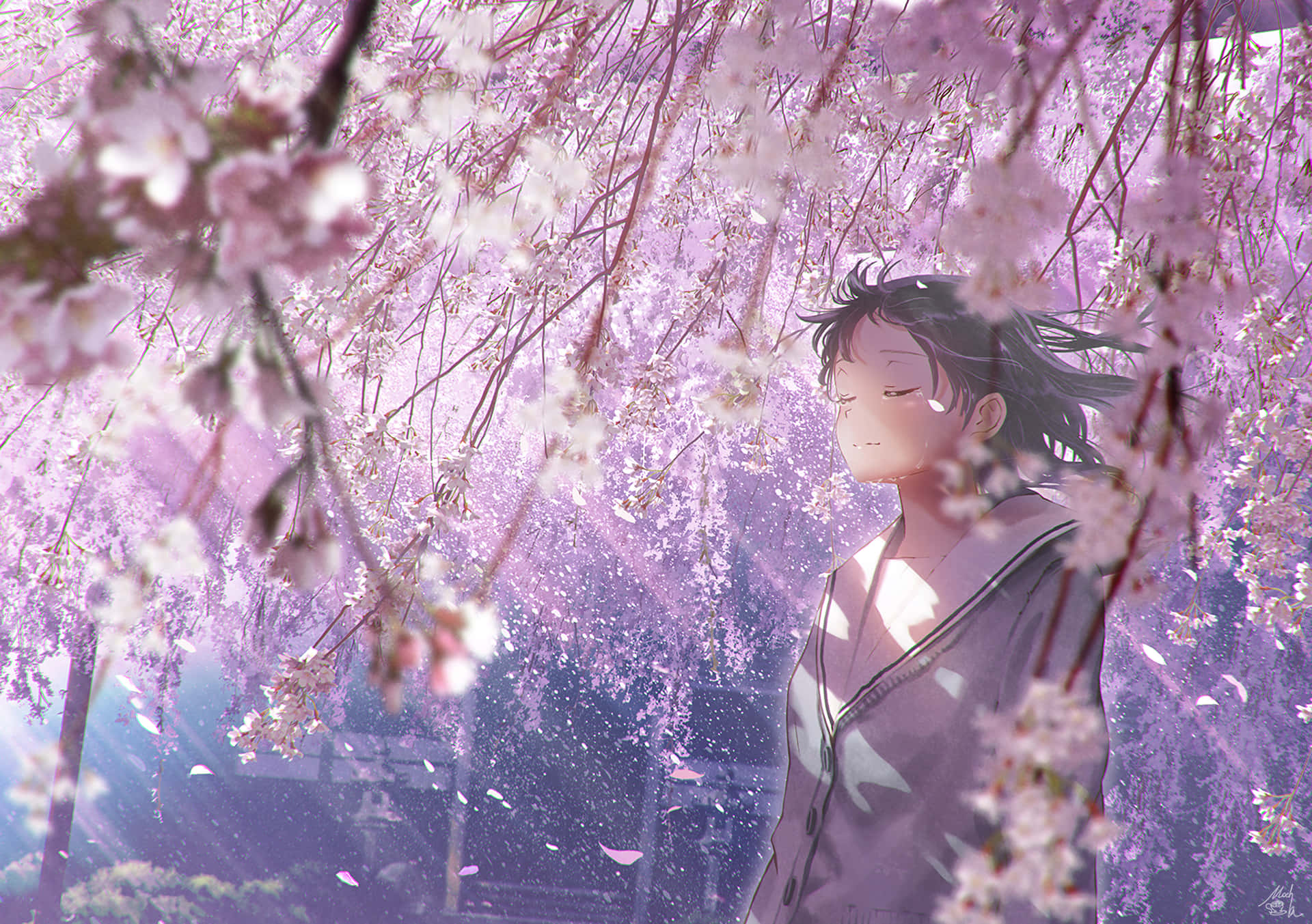 Get Into the Zone with the Sakura PC Wallpaper