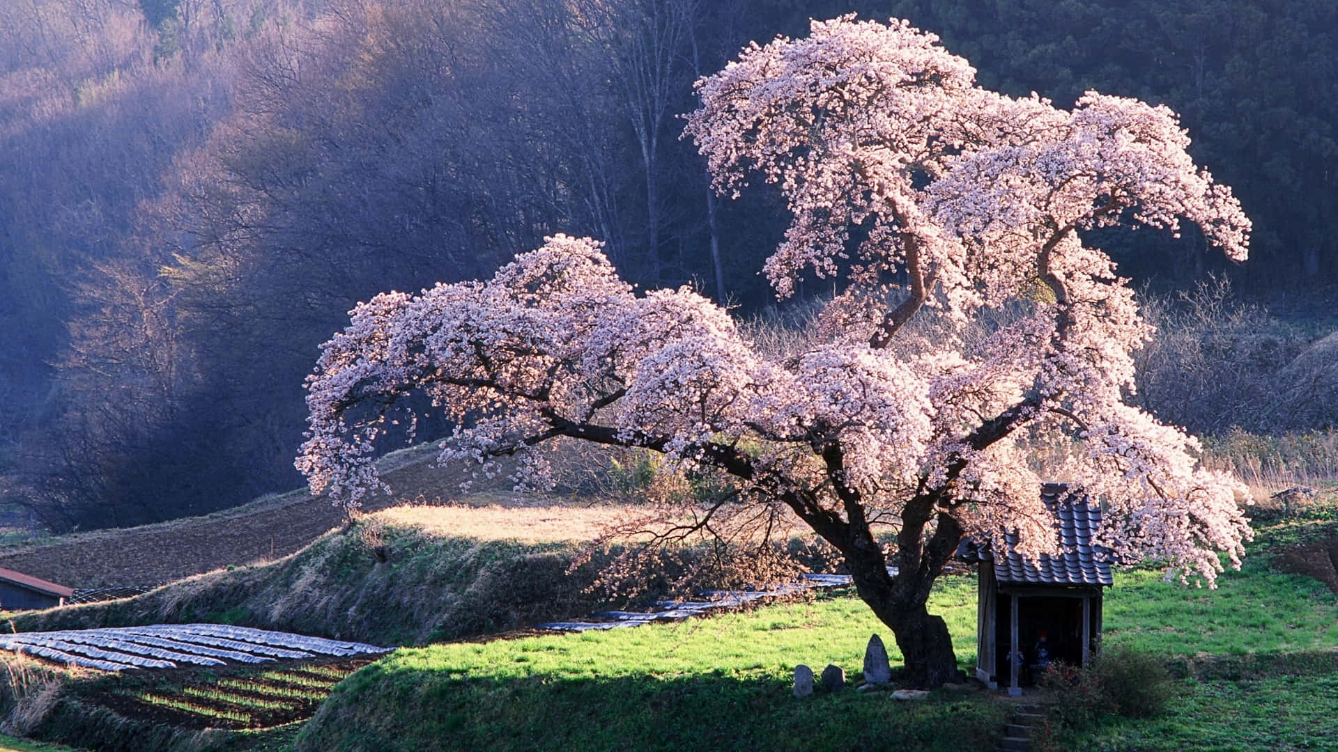 a tree with pink blossoms in the middle of a field Wallpaper