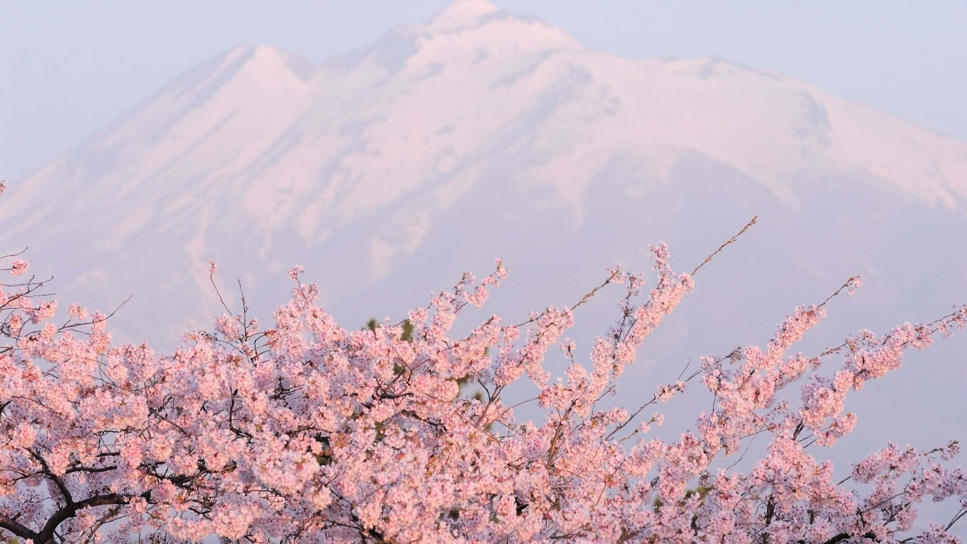 Erstellensie Den Perfekten Maßgeschneiderten Pc Mit Sakura Wallpaper