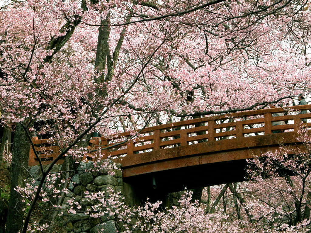 Sakura 1024 X 768 Wallpaper