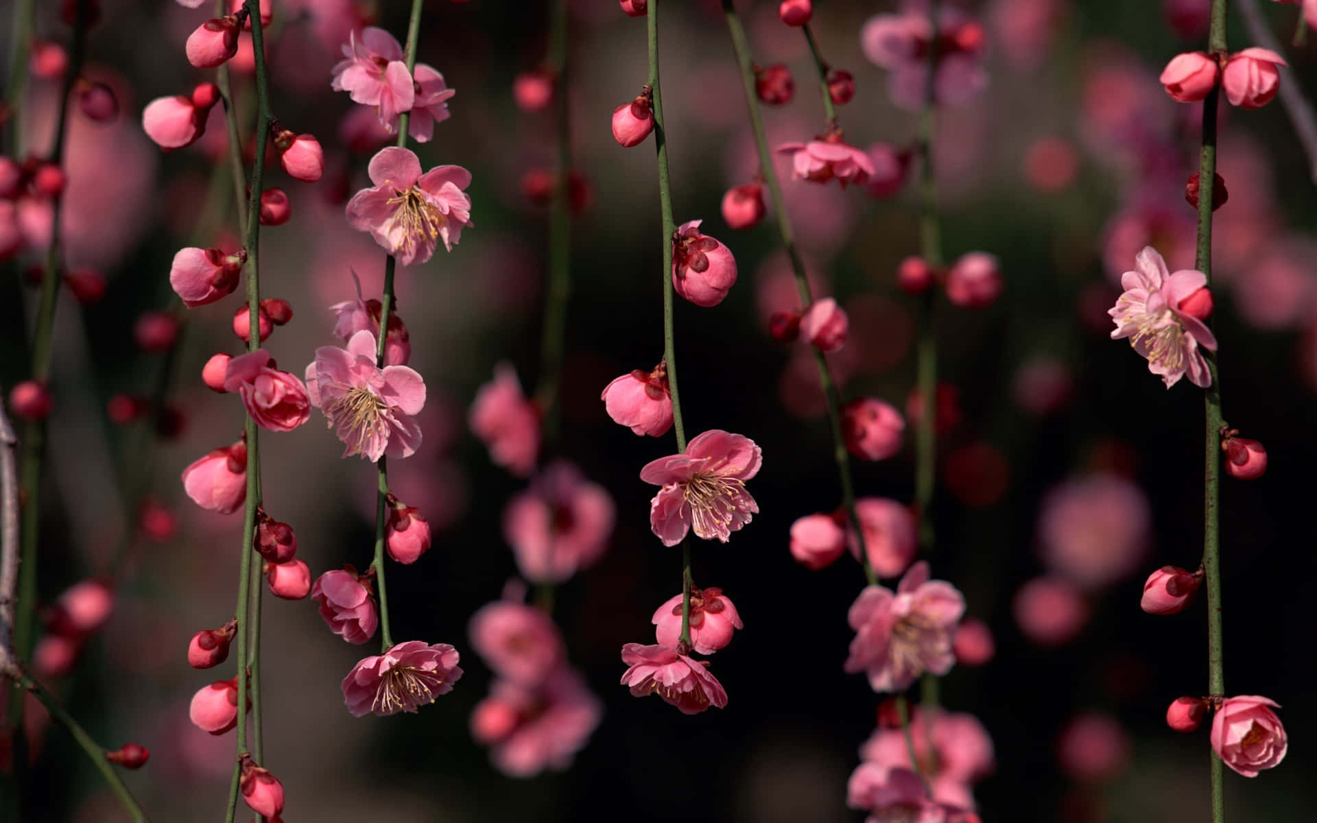 Genießedie Ruhe Und Schönheit Der Natur Mit Dem Sakura-pc. Wallpaper