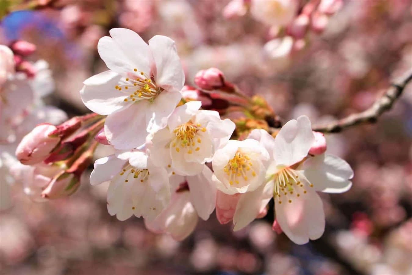Enjoying the beautiful cherry blossom season in Japan