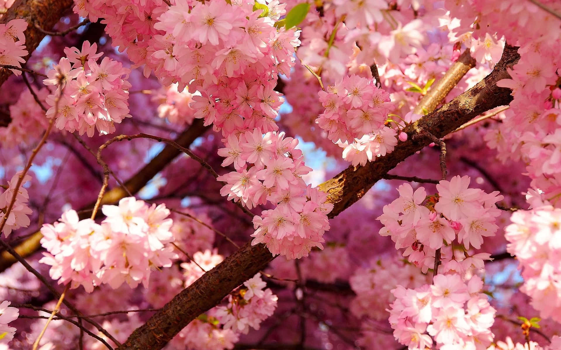 Exquisite sakura blossom illuminated by sunlight