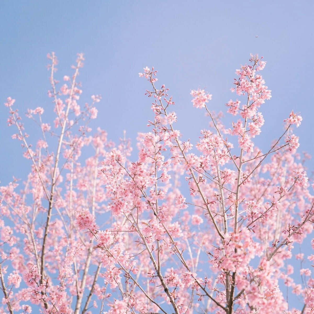 "Aromatic Sakura in Springtime"