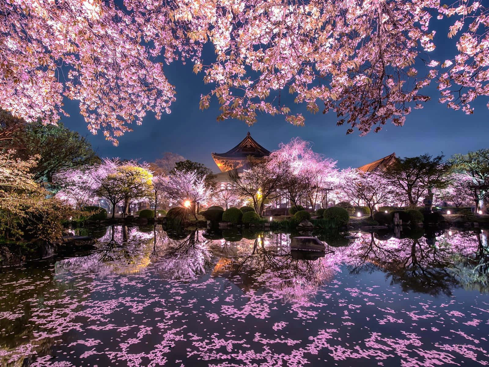 Dieschönheit Einer Blühenden Sakura Fesselt Jedes Jahr Die Beobachter.