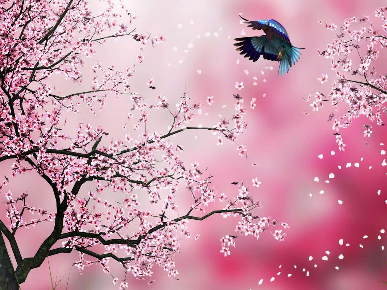 A Beautiful Array of Springtime Sakura Blossoms