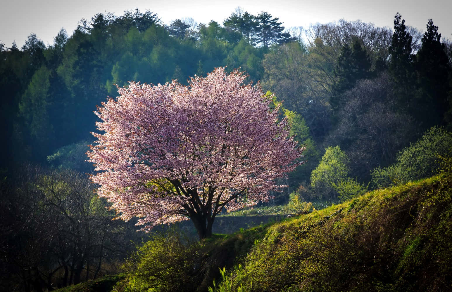 "Beautiful blossom of the Sakura tree in full bloom"