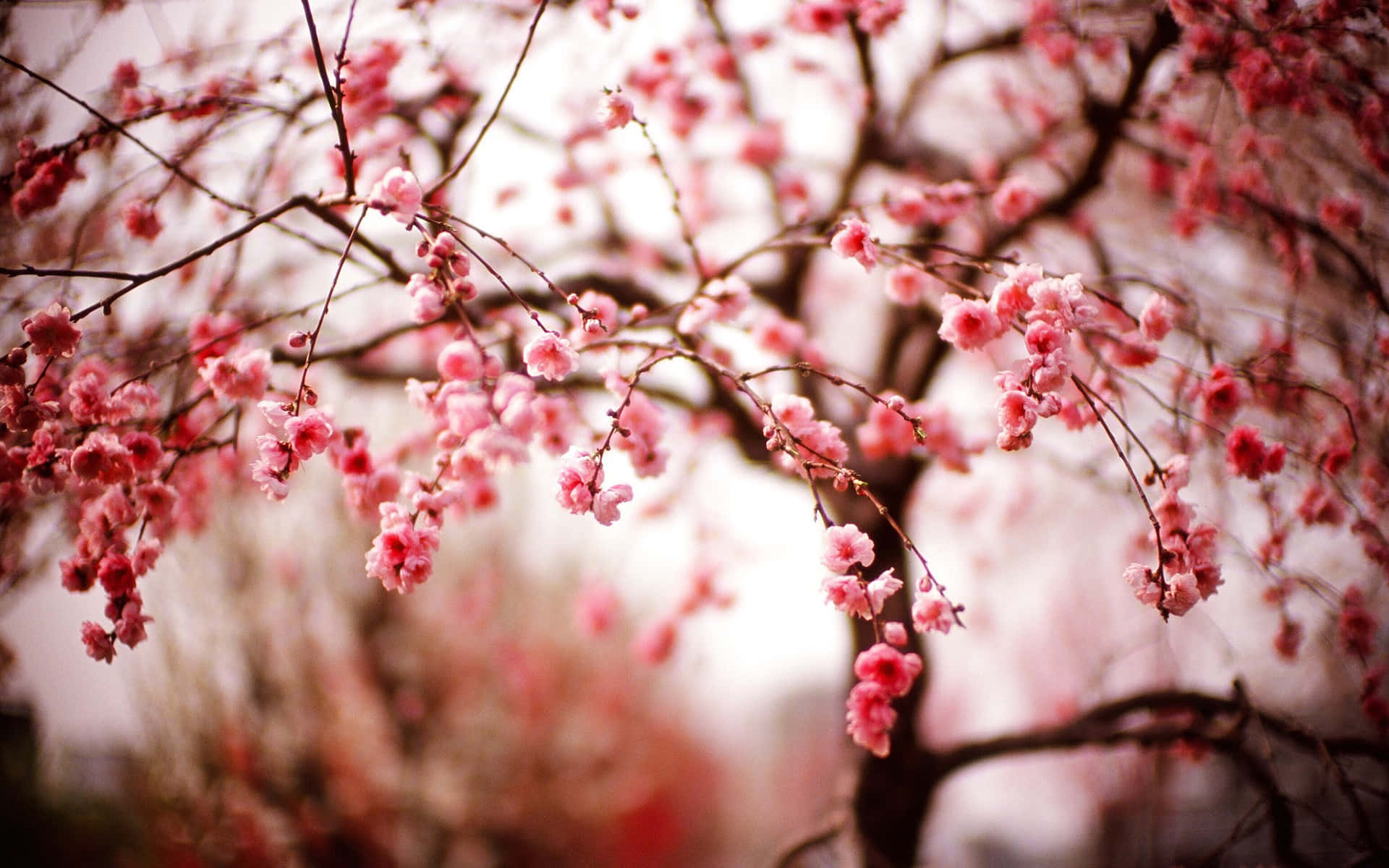 Fejringenaf Forårets Skønhed Med Et Fantastisk Sakura-træ.