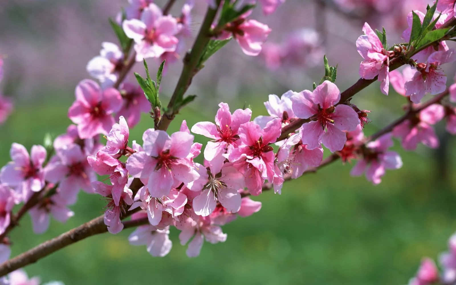 A beautiful field of blooming sakura in spring