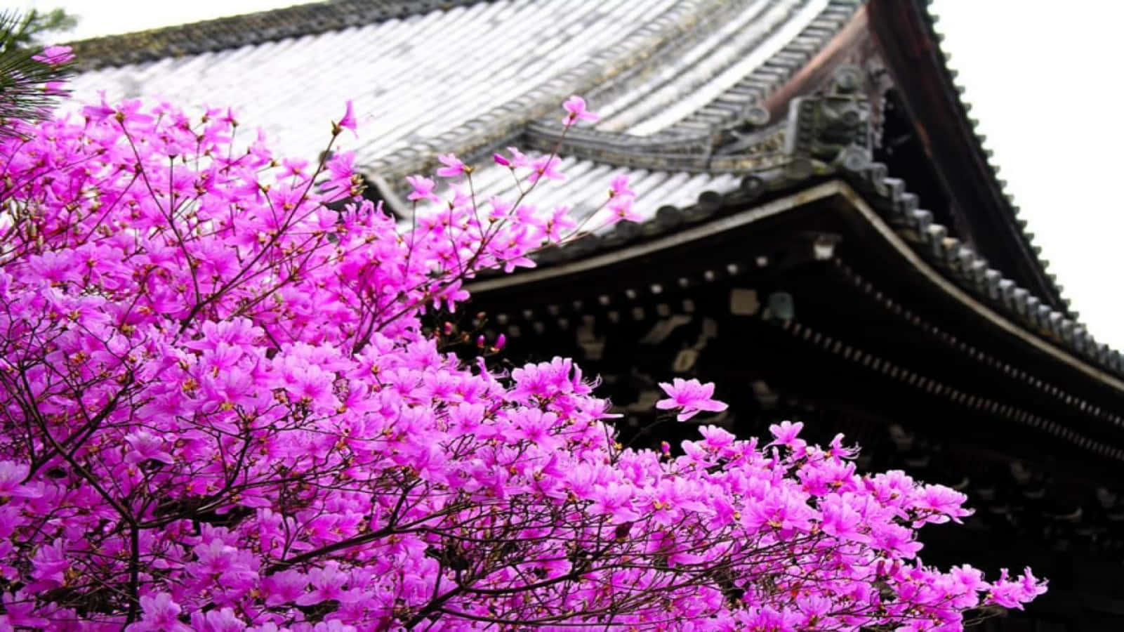 Delicadospétalos De Sakura Rosados Y Blancos Flotan En El Dulce Aire Primaveral