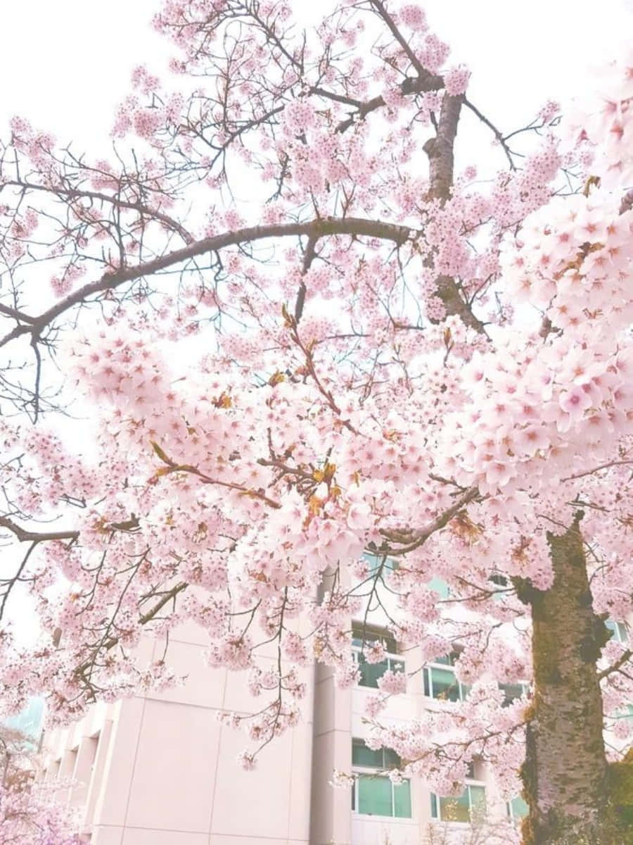 Goditila Bellezza Dei Fiori Di Ciliegio In Una Primavera Giapponese