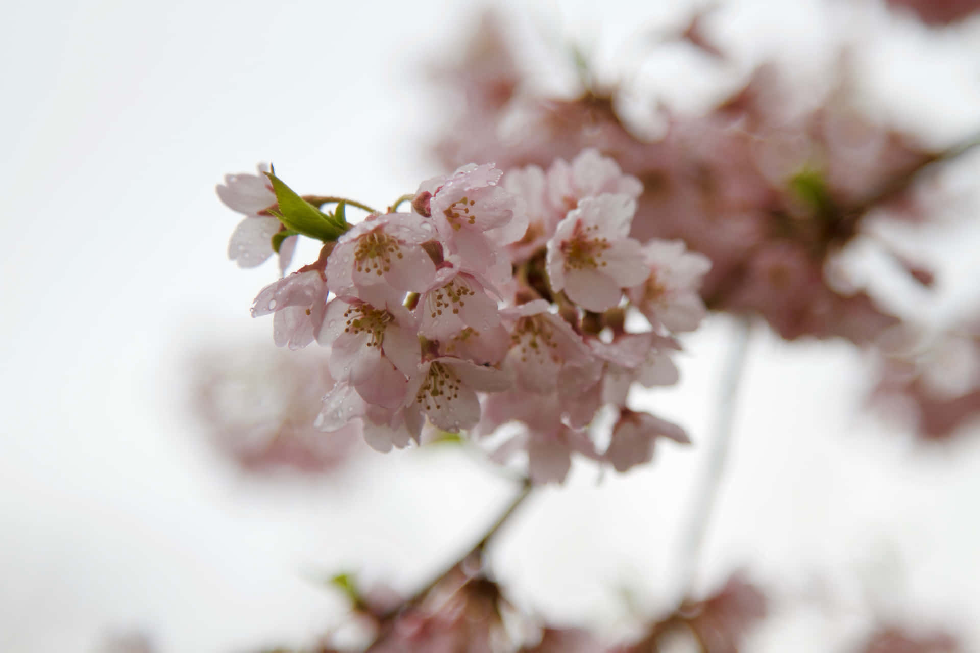 Eineblühende Rosa Sakura-blume In Voller Blüte