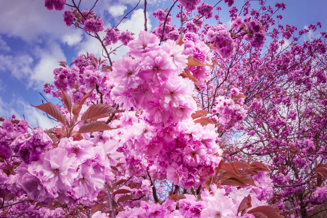 A sun-drenched field of cherry blossoms in full bloom