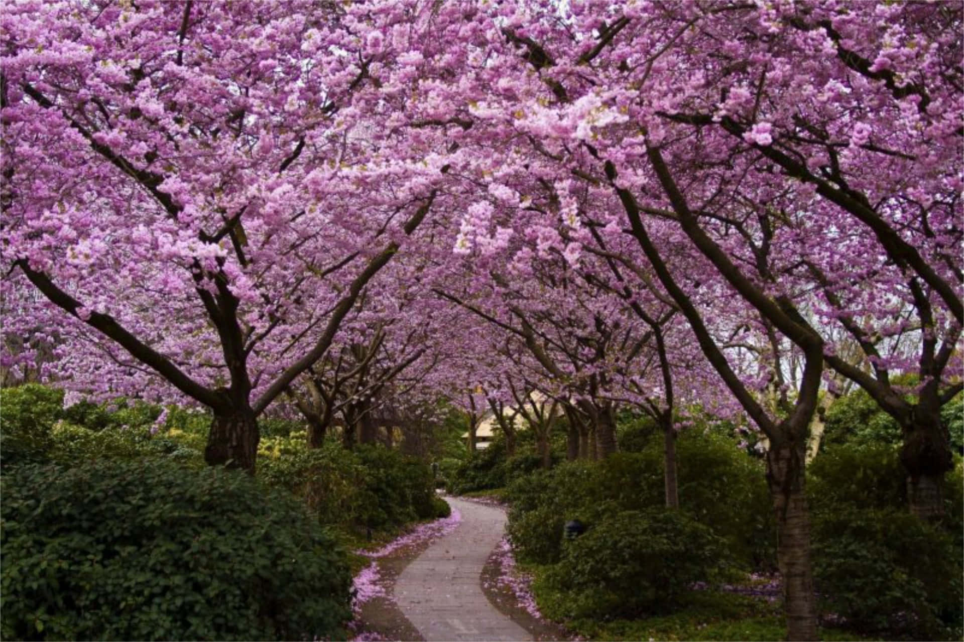 Disfrutade La Tranquilidad De Un Hermoso Árbol De Sakura