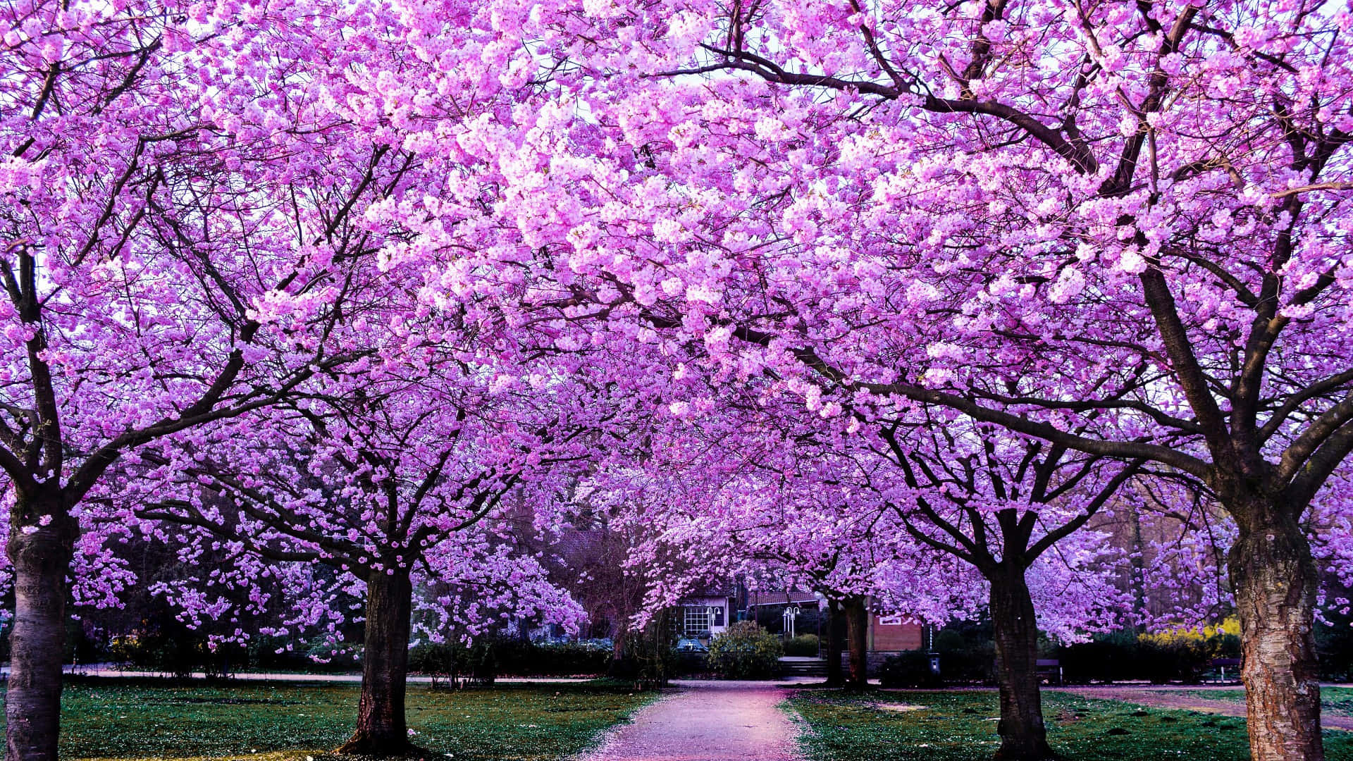 Unasplendida Vista Dei Fiori Di Sakura Rosa In Giappone
