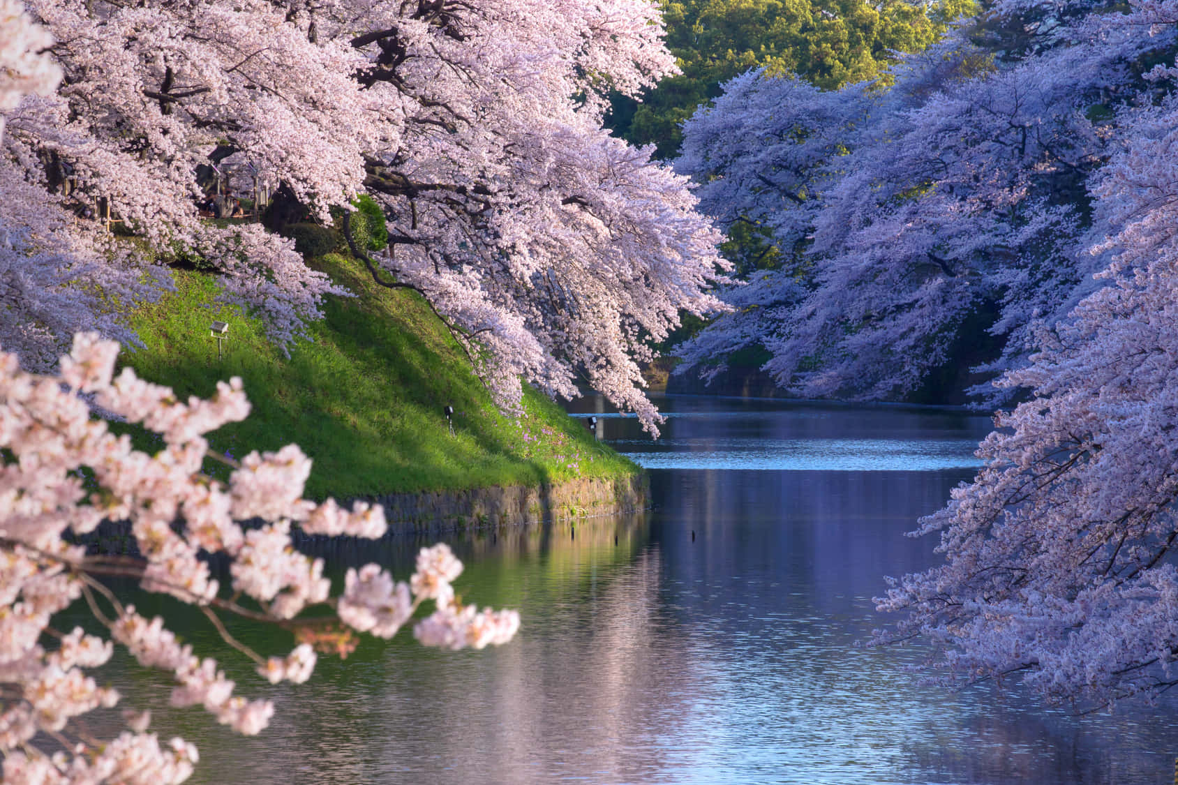 Goditiun Rilassante Picnic Tra I Bellissimi Fiori Di Sakura Giapponesi