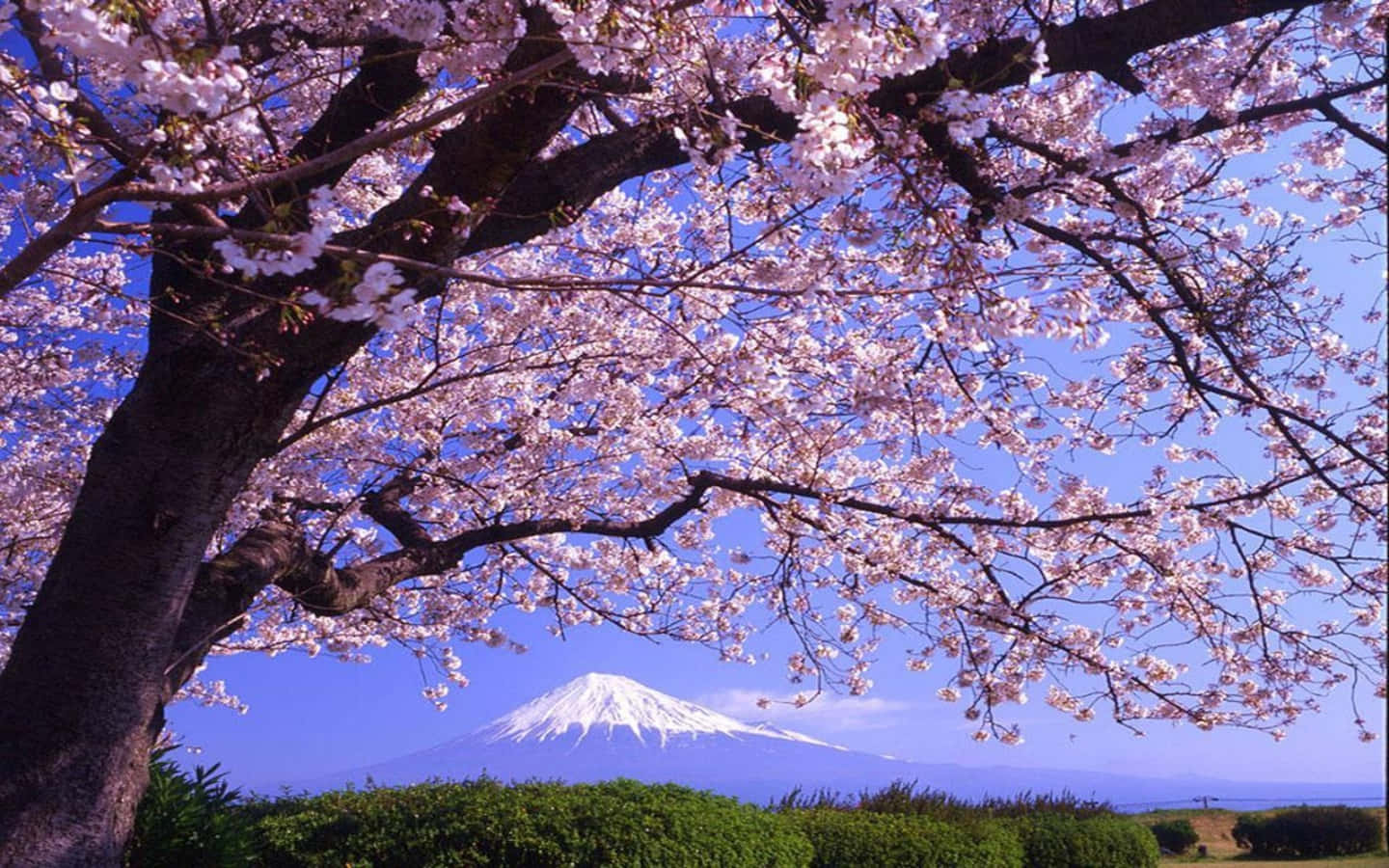 Сакура 6. Сакура. Цветущие деревья. Цветущее дерево Сакуры. Цветущие деревья в горах.