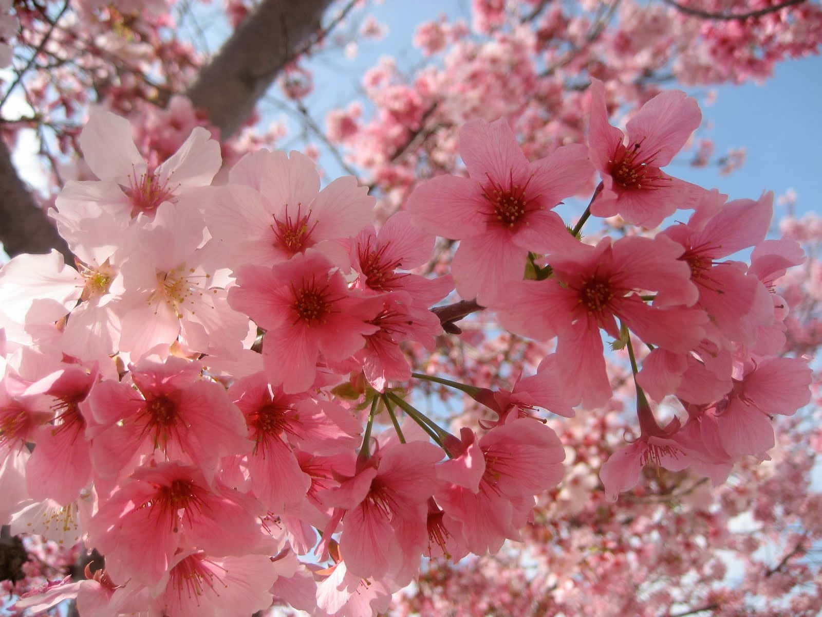 Denmajestätiska Skönheten Av Sakura På Våren.