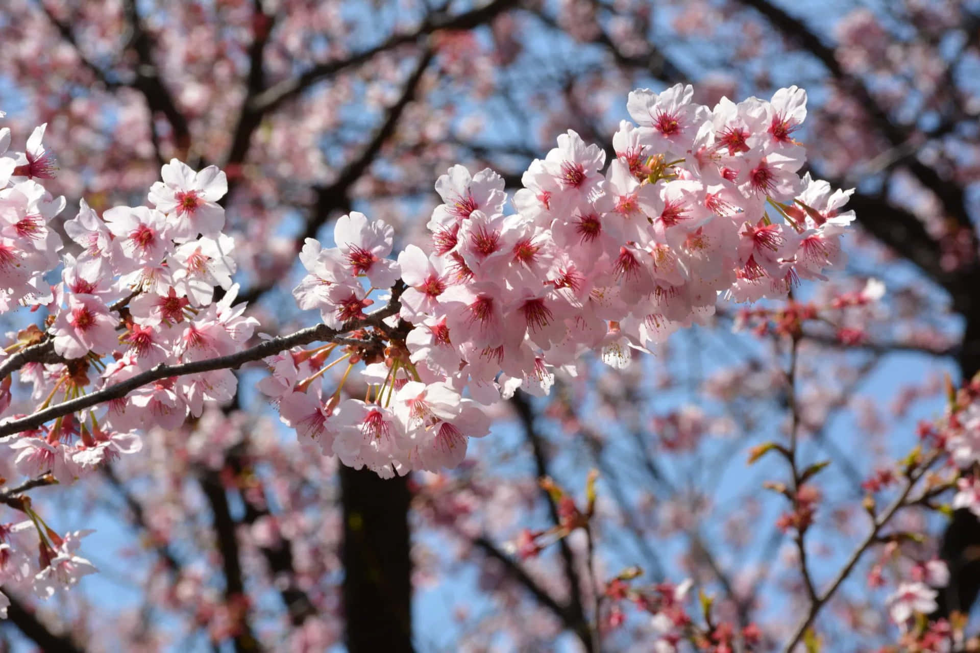 Godendotiun Albero Di Sakura In Piena Fioritura In Primavera.