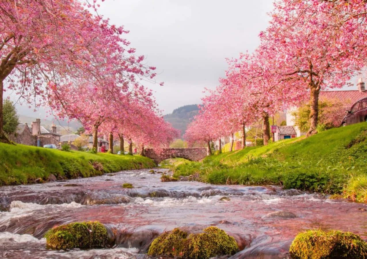 Nydskønheden Af Sakura, Det Japanske Kirsebærblomst.