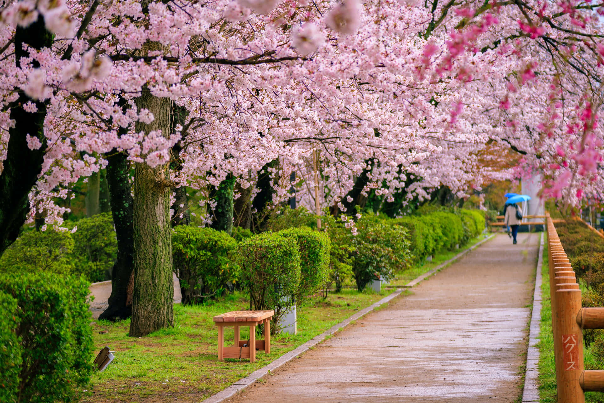 Сакура цветет в саду. Парк Сакура. Сад Сакуры в Японии. Цветение Сакуры в Японии сады. Аллея Сакуры в Японии цветение.