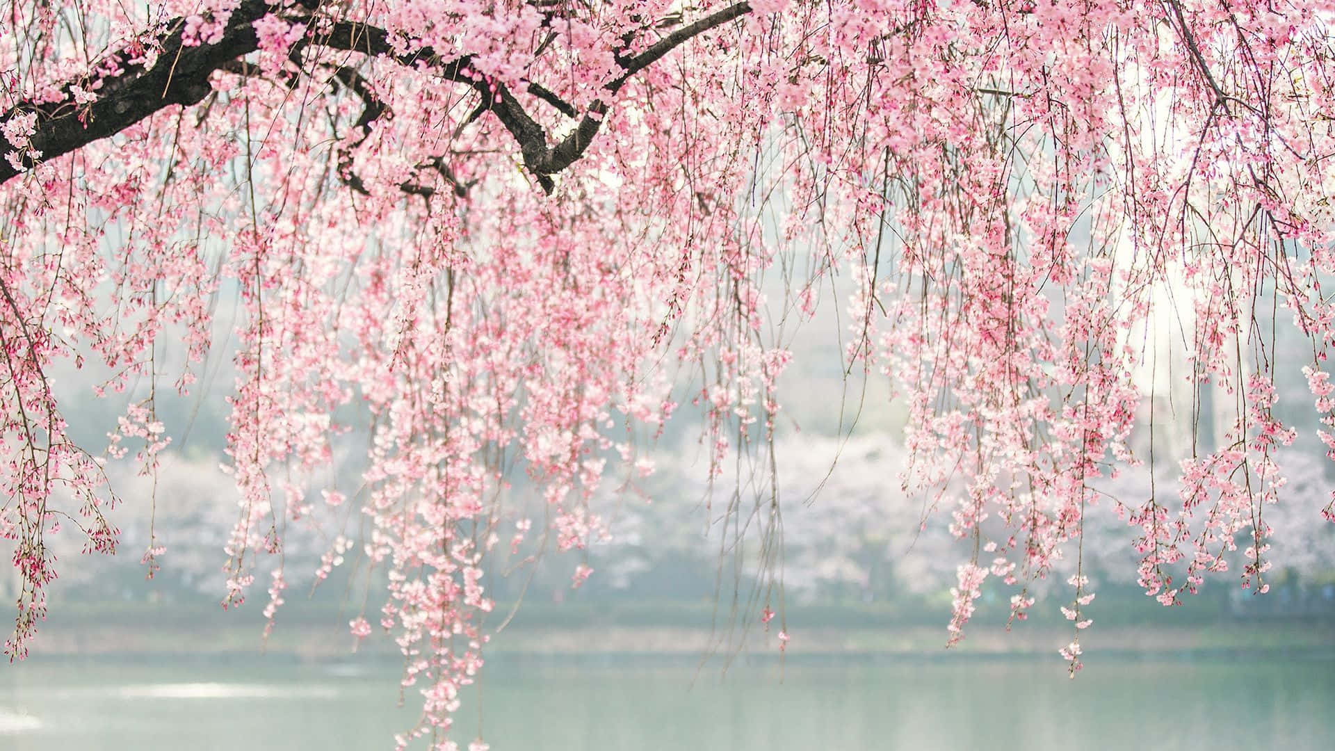 A serene spring evening in a park full of sakura trees.