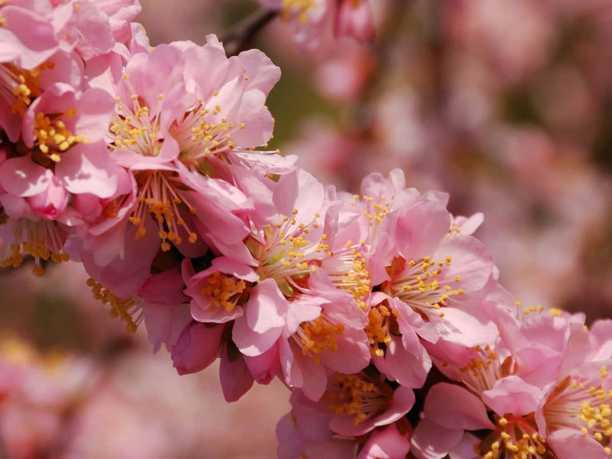 A beautiful spring scene of blooming pink cherry blossoms