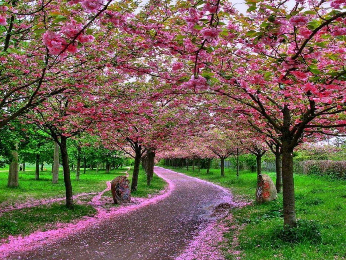 A Pink Pathway Lined With Trees And Pink Blossoms