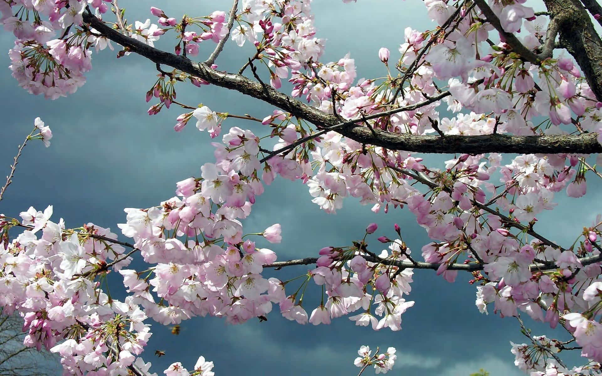 A riverbank of beautiful Sakura trees in full bloom.