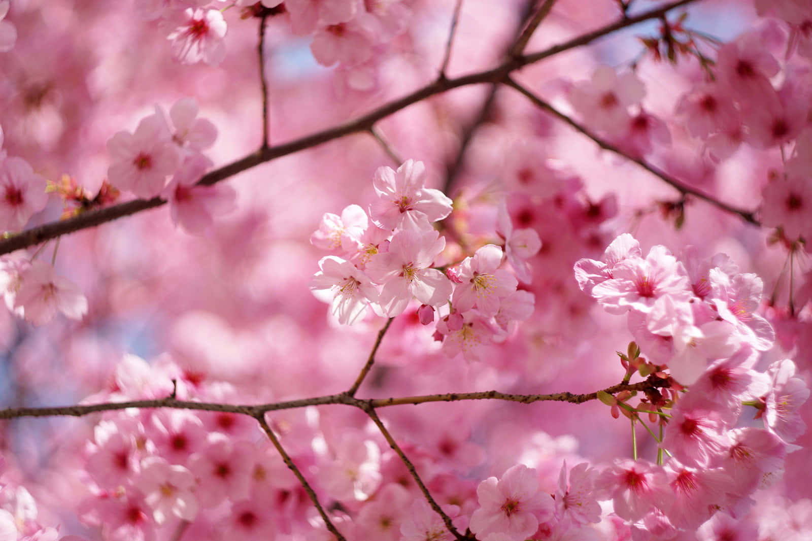 Einschlafender Kirschblütenbaum Eingebettet In Einem Japanischen Garten