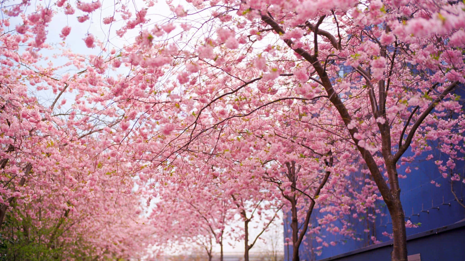 Sakuraträd Bakgrund