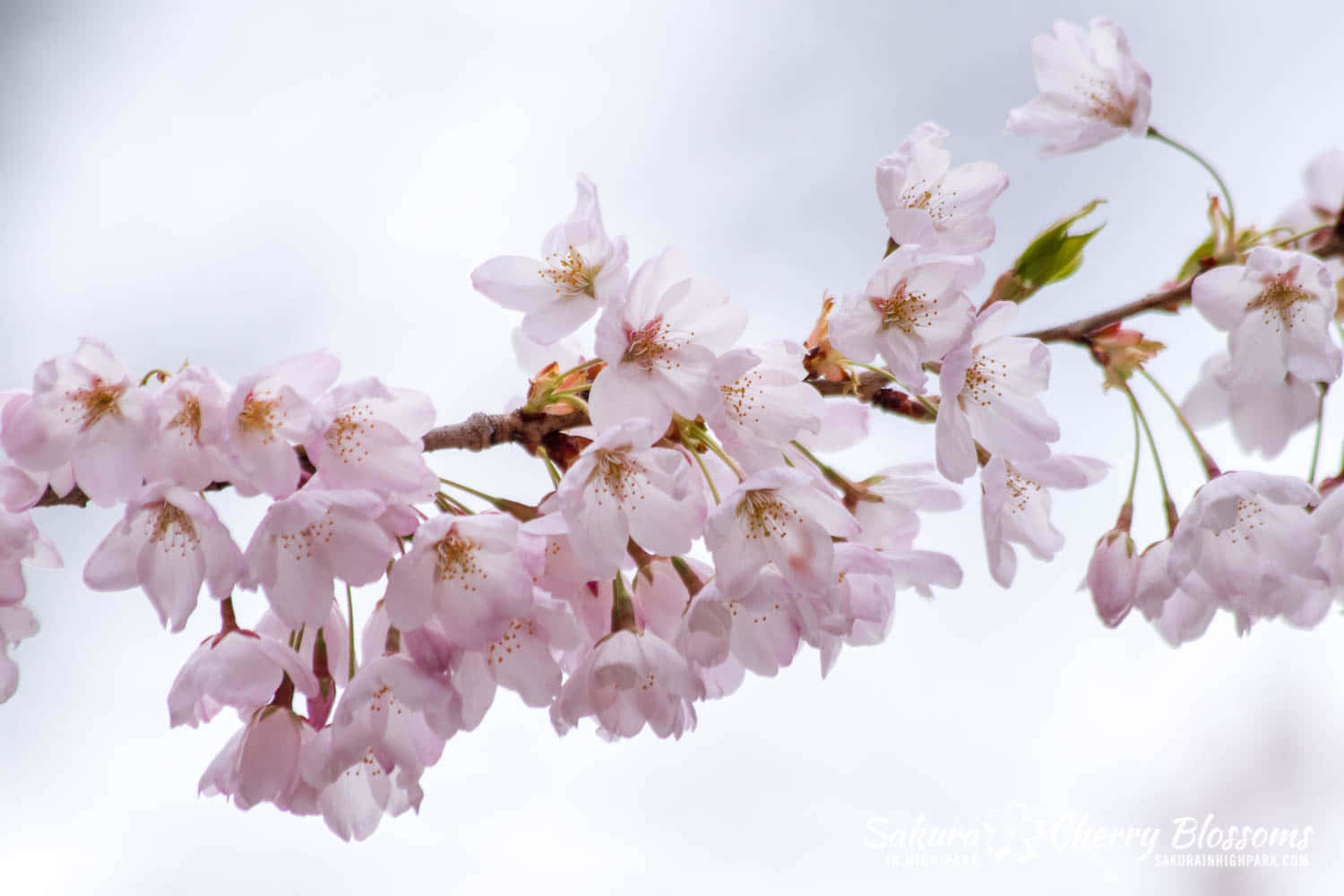 Sakuraträdstapet
