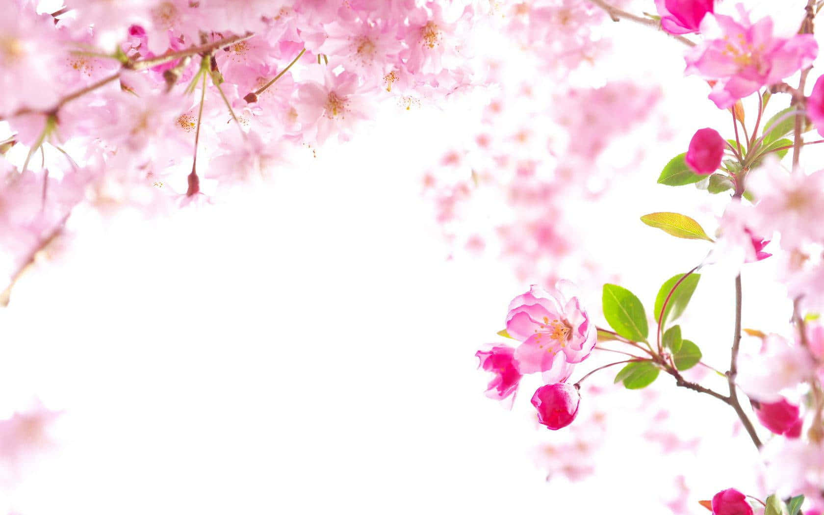 Beautiful Sakura Tree stands in full bloom