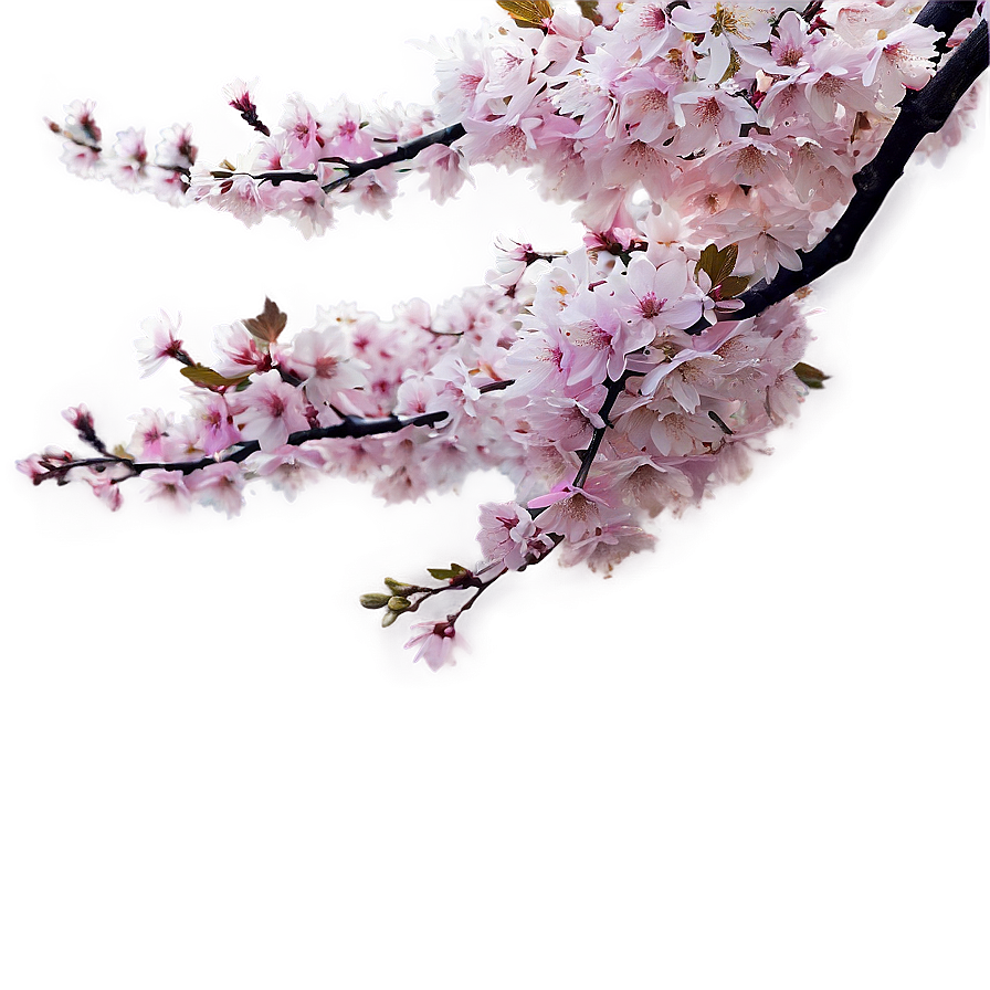 Sakura Tree Panoramic View Png Pyf10 PNG